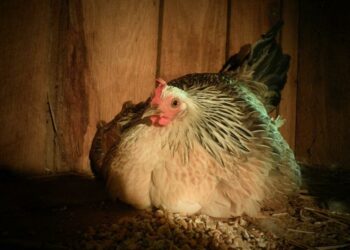 Comment reconnaître une poule couveuse ?