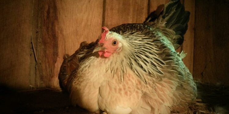 Comment reconnaître une poule couveuse ?