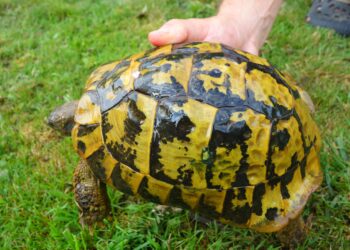 Comment reconnaître une tortue Hermann a une tortue grecque ?