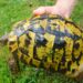 Comment reconnaître une tortue Hermann a une tortue grecque ?
