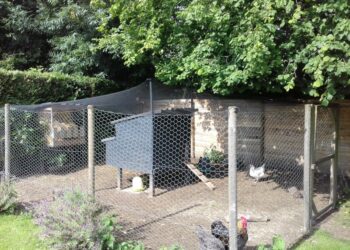 Comment recouvrir le toit d'un poulailler ?