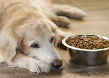 Comment redonner des forces à un chien ?