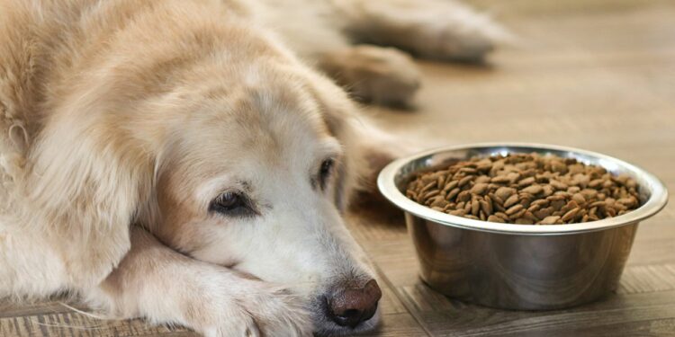 Comment redonner des forces à un chien ?