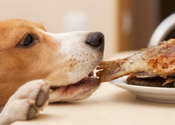 Comment redonner envie de manger à un chien ?