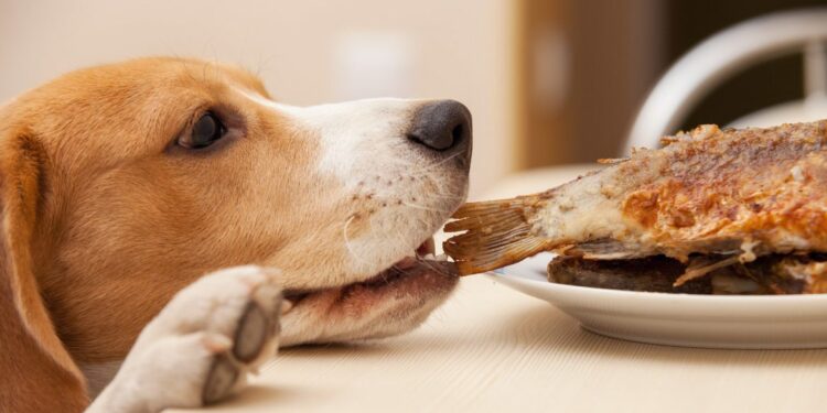 Comment redonner envie de manger à un chien ?