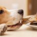 Comment redonner envie de manger à un chien ?