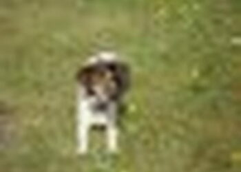 Comment redonner envie de manger à un chien ?