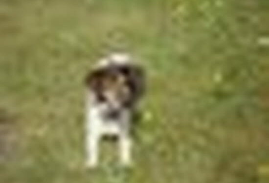 Comment redonner envie de manger à un chien ?