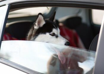 Comment réduire l'anxiété de mon chien ?