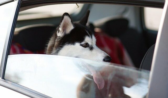 Comment réduire l'anxiété de mon chien ?