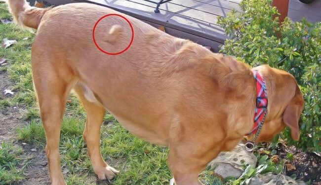 Comment réduire un lipome chien ?