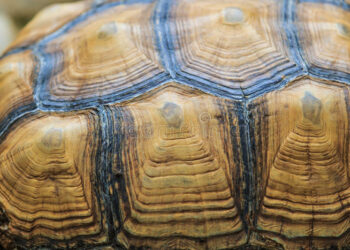 Comment refaire la carapace d'une tortue ?