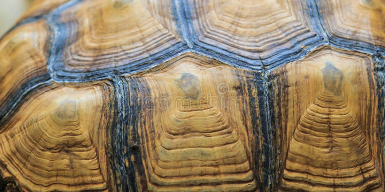 Comment refaire la carapace d'une tortue ?