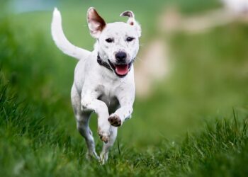 Comment refaire la flore intestinale d'un chien ?