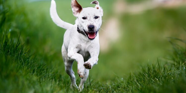 Comment refaire la flore intestinale d'un chien ?