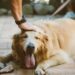 Comment refroidir le corps d'un chien ?