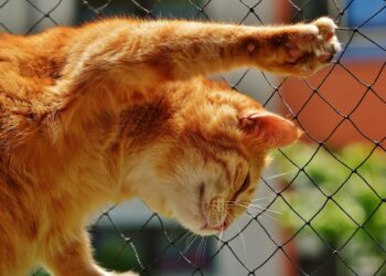 Comment refroidir un chat ?