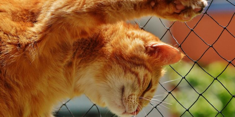 Comment refroidir un chat ?