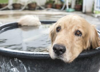 Comment refroidir un chien ?