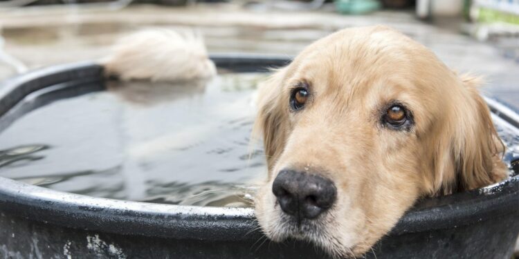 Comment refroidir un chien ?