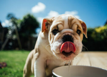 Comment refroidir un chien ?