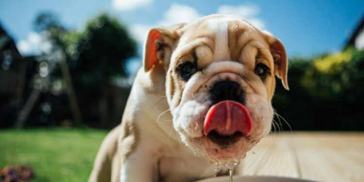 Comment refroidir un chien ?