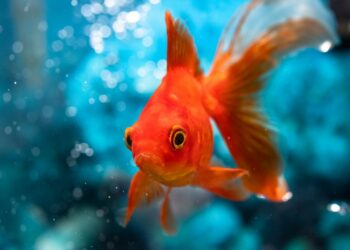 Comment régler la température d'un aquarium ?