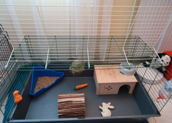 Comment remplir une cage à lapin ?