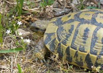 Comment rendre heureuse une tortue de terre ?