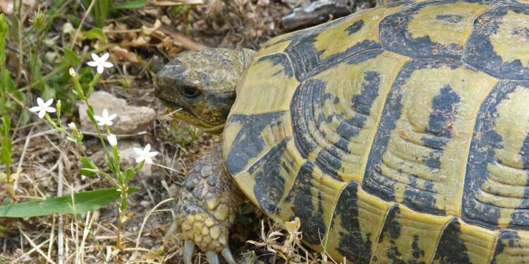 Comment rendre heureuse une tortue de terre ?