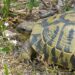 Comment rendre heureuse une tortue de terre ?