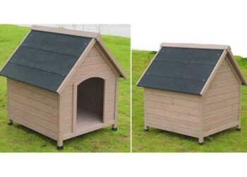 Comment rendre heureux un Border Collie ?