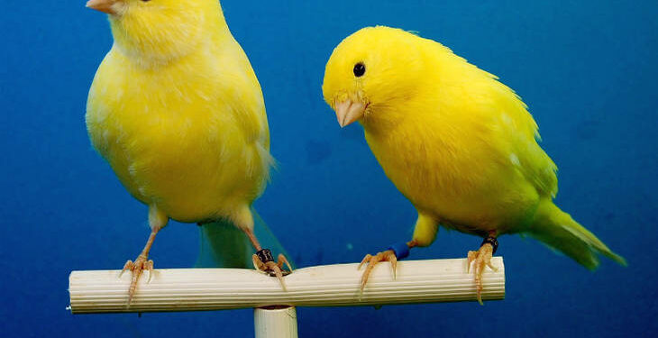 Comment rendre heureux un canari ?