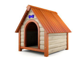 Comment rendre heureux un chihuahua ?