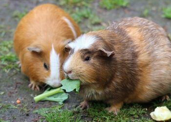 Comment rendre heureux un cochon d'Inde seul ?