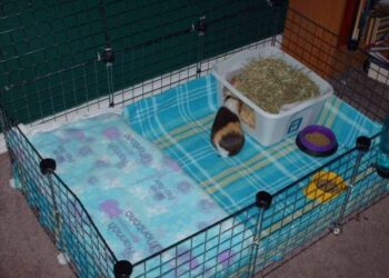 Comment rendre heureux un cochon d'Inde seul ?