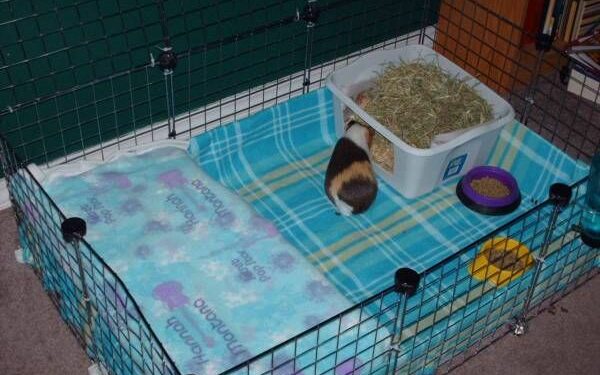 Comment rendre heureux un cochon d'Inde seul ?