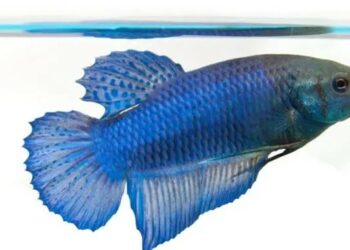 Comment rendre heureux un combattant ?