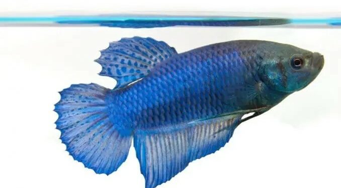 Comment rendre heureux un combattant ?