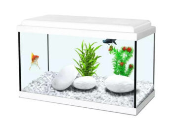 Comment rendre heureux un combattant ?