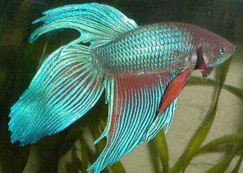 Comment rendre heureux un combattant ?