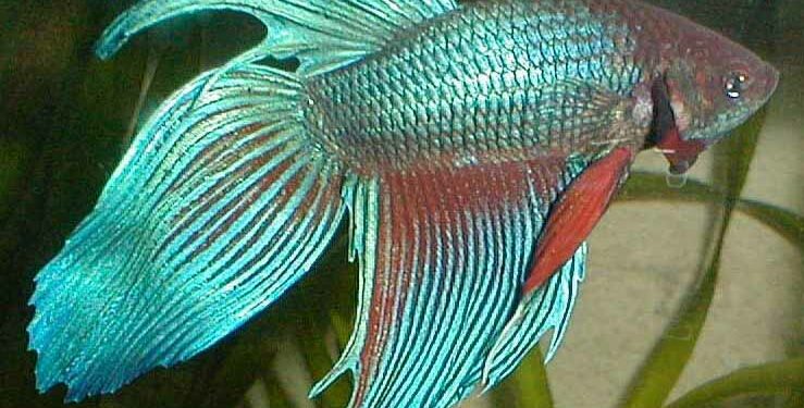 Comment rendre heureux un combattant ?