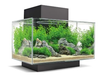 Comment rendre heureux un combattant ?