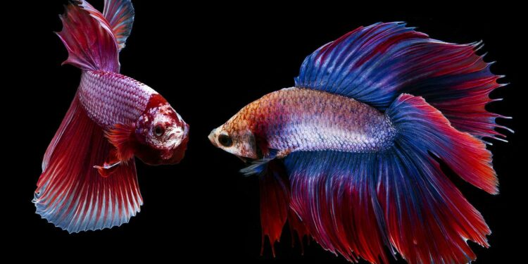 Comment rendre heureux un combattant ?