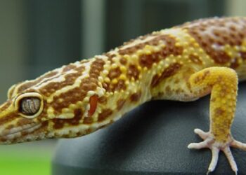 Comment rendre heureux un gecko ?