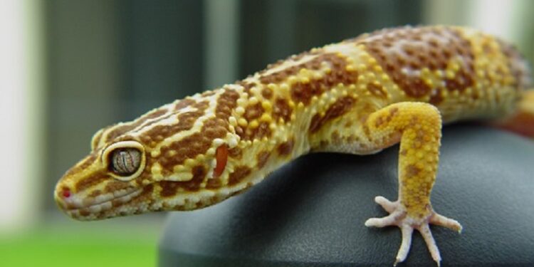 Comment rendre heureux un gecko ?