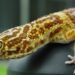 Comment rendre heureux un gecko ?