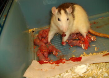 Comment rendre heureux un rat ?