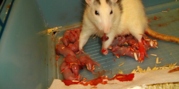 Comment rendre heureux un rat ?