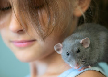 Comment rendre heureux un rat ?
